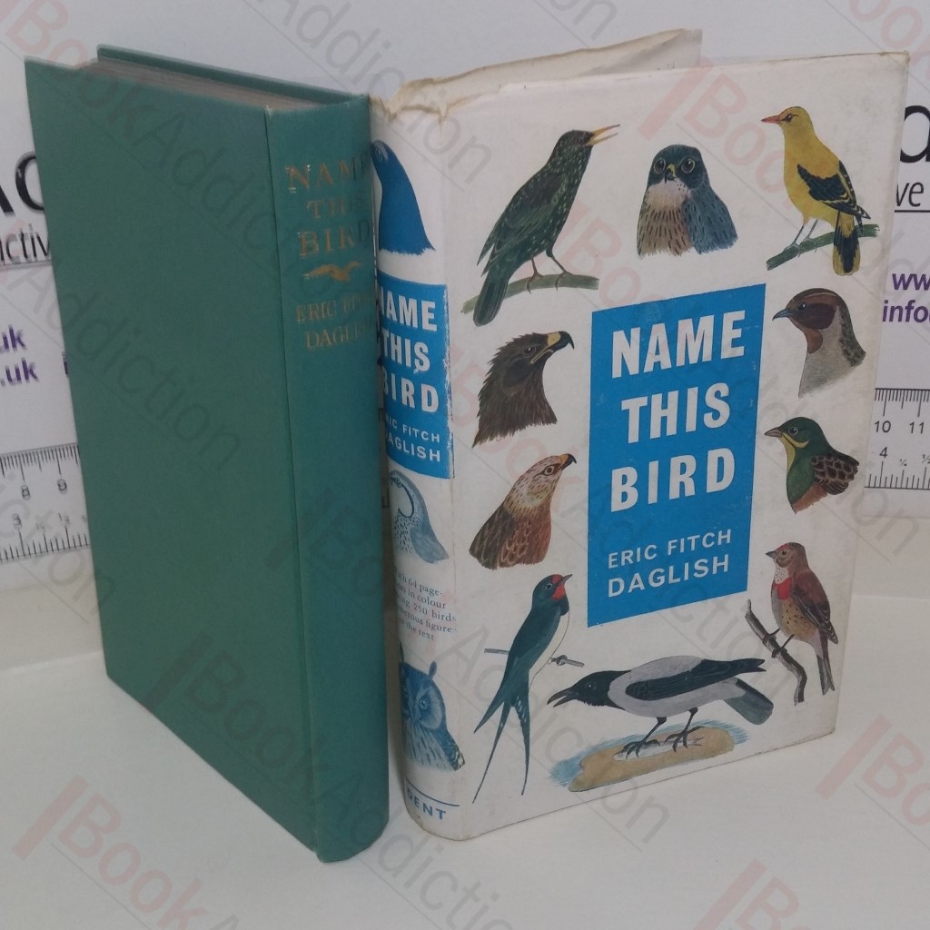 Name This Bird