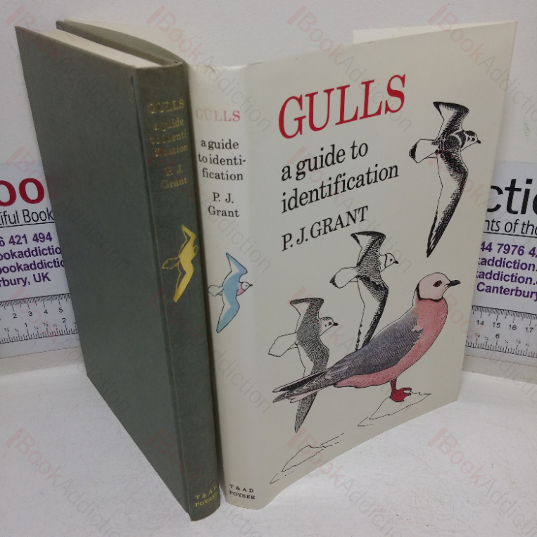 Gulls: A Guide to Identification